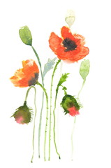 Beautiful red poppy flowers, watercolor painting