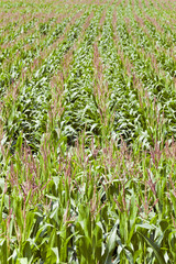 Obraz premium Agricultural field . immature corn
