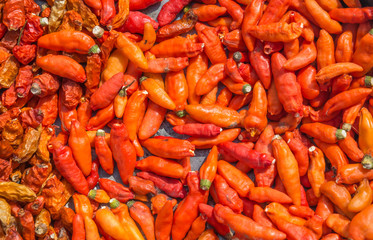 Pile of many Red chili peppers background.The chili pepper is the fruit of plants from the genus Capsicum, members of the nightshade family, Solanaceae.