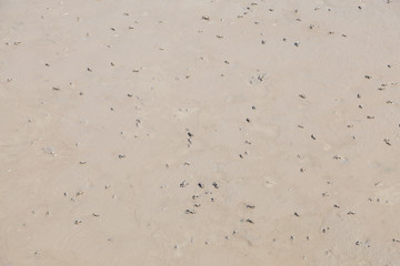 Crabs on the mud