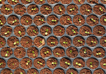 Farm of Hydroponic Plantation, Plants in nursery tray.