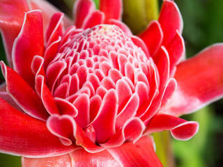 Closeup red torch ginger flower ( Etlingera elatior). 