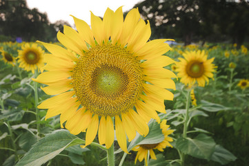 Sunflower field at sunset, selective focus