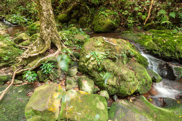Nature small waterfall with rock and moss