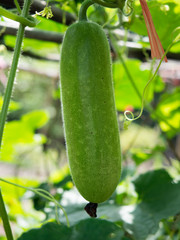 Fresh of green Winter melon on the tree.The Winter Melon, also called Ash Gourd, White Gourd, Winter Gourd, Tallow Gourd Chinese preserving melon is a vine grown for its very large fruit.