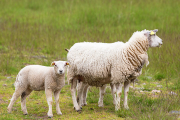 Naklejka na ściany i meble Sheep with lambs
