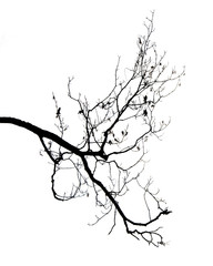 dry branch