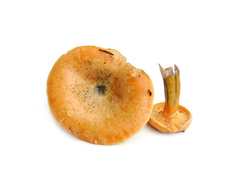 False saffron milk-cap, Lactarius deterrimus on white background