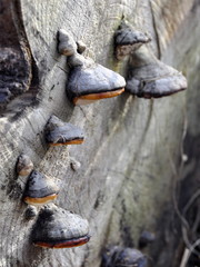 Red-belt conk Fomitopsis pinicola growing on a log