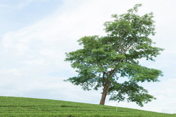 Obraz premium large tree in tea plantation
