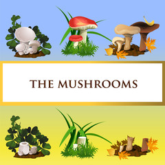 Icons of wild mushrooms and their growth