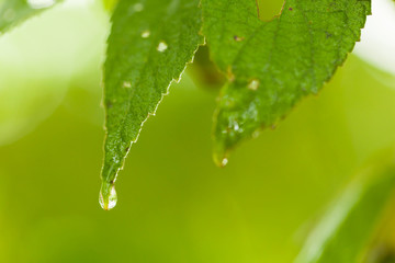 Macro drops of water