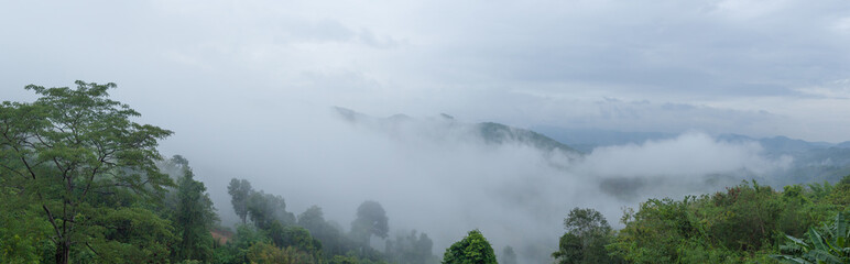 Panorama fog covered trees
