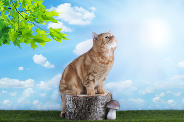 Red cat playing on grass