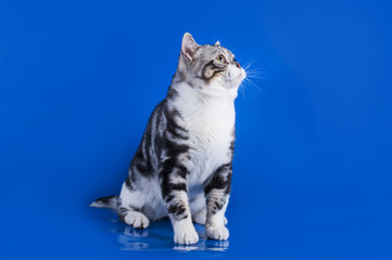 Scottish cat on a blue background isolated