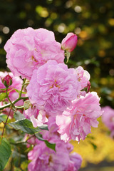 Flowers - Rose in autumn colours