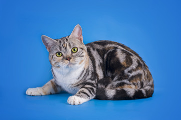 Fototapeta na wymiar Scottish cat on a blue background isolated