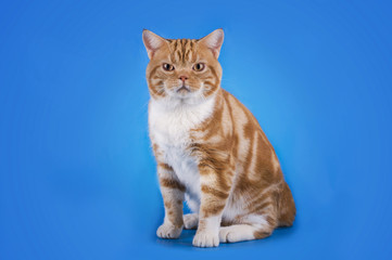Obraz premium Scottish cat on a blue background isolated