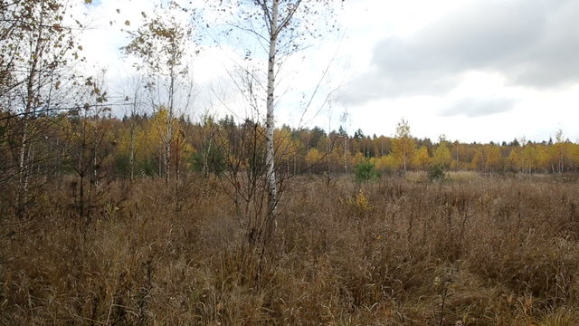 Autumn forest on a cloudy day, defoliation