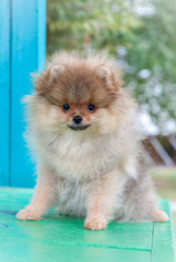 pomeranian dog