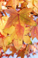 Naklejka na ściany i meble leaves autumn