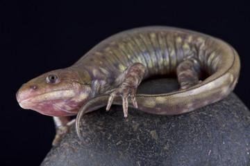 Gray barred tiger salamander, Ambystoma  mavortium diaboli