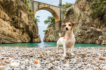 Dog It is standing on the beach between the rocks in the gorge. Beautiful bridge on the top. fiordo...