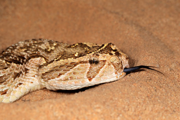 Close-up of a puff adder (Bitis arietans) snake with flicking tongue.