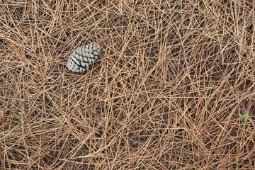 pine cone 3