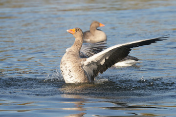 Greylag Goose