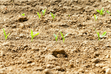  green corn sprouted