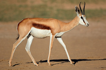 Naklejka na ściany i meble A female springbok antelope (Antidorcas marsupialis), Kalahari desert, South Africa.