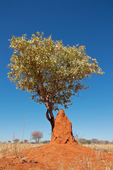 Landscape with a tree and termite mound against a blue sky, southern Africa.