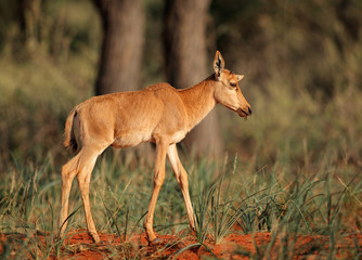Young calf of a rare tsessebe antelope (Damaliscus lunatus) in natural habitat, South Africa.