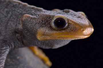 Himalayan newt (Tylototriton verrucosus)