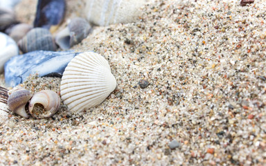 shells and stones / Shells and stones on the sandy beach 
