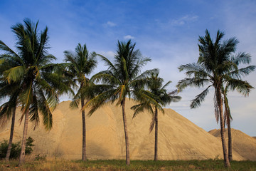 large heaps of yellow building sand behind row of palms