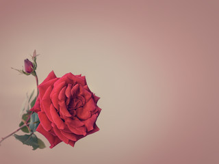 red rose on a striped background in pastel colors
