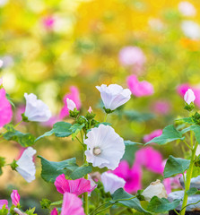 delicate flowers bells on a blurred background garden