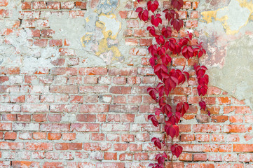 Fototapety  tło stary mur z cegły z dzikimi winogronami