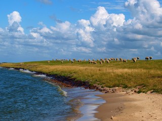 Idylle am Ijsselmeer