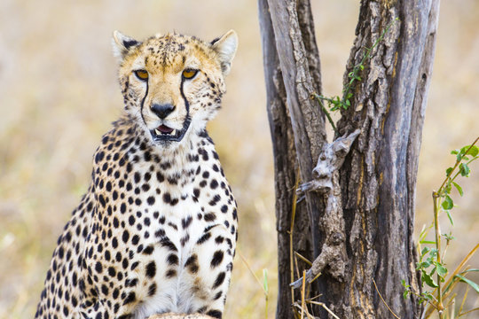 Cheetah sits under tree and looks after enemies in Serengeti