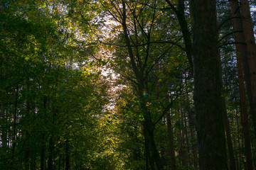 Obraz premium autumn forest outdoors