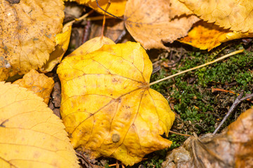 autumn forest outdoors