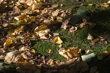 autumn forest outdoors