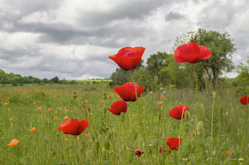 wild poppies