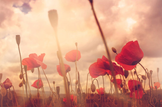 poppies
