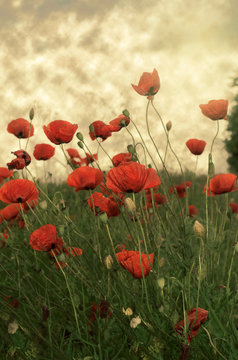 Poppies