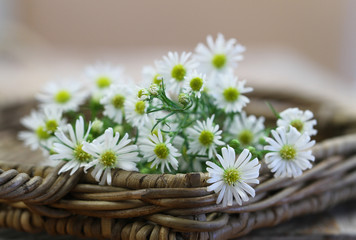 Fresh chamomile flowers on wicker tray with copy space
