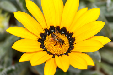 yellow flower with green background